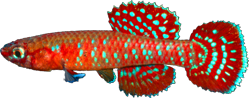 ABA - Aphyosemion abacinum