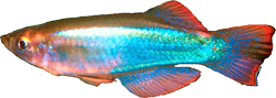 ABE - Procatopus aberrans