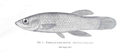 ABI - Fundulus albolineatus (ex)