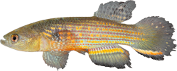 ACS - Neofundulus aureomaculatus