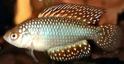 ADO - Simpsonichthys adornatus