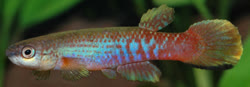 AGI - Rivulus agilae