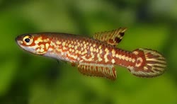AGT - Leptopanchax aureoguttatus