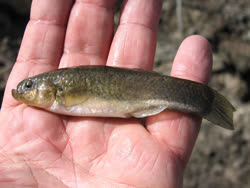 AGZ - Orestias agassizii
