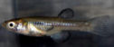AII - Aplocheilichthys antinorii