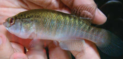 AKR - Cynolebias akroa