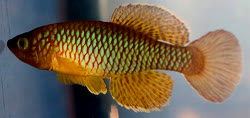 ALI - Nothobranchius albimarginatus 'Yellow'