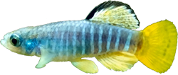 ALM - Aphanius almiriensis