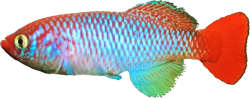 ALS - Nothobranchius Albertinensis
