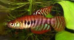 ALT - Hypsolebias alternatus