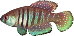 ALX - Austrolebias alexandri
