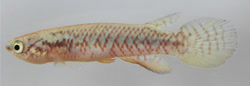 AMB - Rivulus (Malenorivulus) amanbaeensis