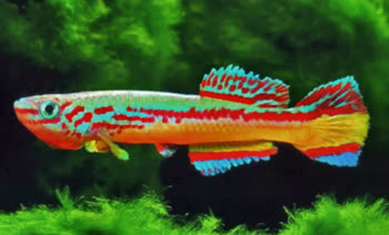 AMI - Fundulopanchax amieti