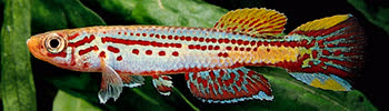 AMO - Aphyosemion amoenum