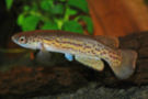 AMP - Rivulus amphoreus