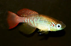 ANC - Nothobranchius (Adin.gue) annectens