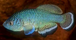 ANG - Nothobranchius angelae