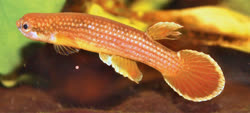 ANI - Rivulus (Laimosemion) anitae 