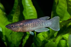 ANL - Pachypanchax arnoulti