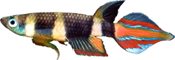 ANN - Epiplatys annulatus