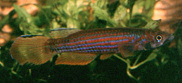AnsorgiiMassanaGJS00-2Mat.jpg