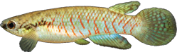 00-0-Copr_2020-Unknownt.png