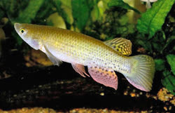 APL - Trigonectes aplocheiloides