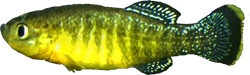 APO - Tellia apoda