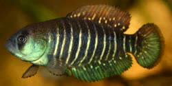 ARA - Austrolebias arachan