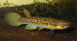 ARF - Prorivulus auriferus