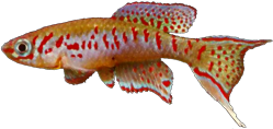 ARN - Fundulopanchax arnoldi