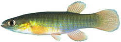 ARO