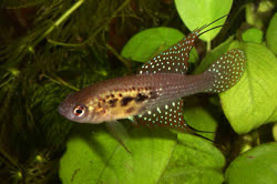 ARS - Hypsolebias auratus