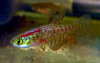 ARU - Plesiolebias aruana