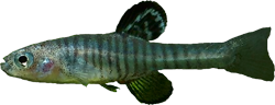 ASQ - Kosswigichthys asquamatus