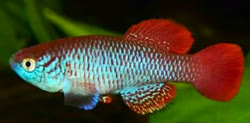 ATB - Nothobranchius attenboroughi