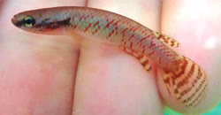 ATH - Rivulus (Melanorivulus) aithogrammus