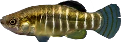 ATL - Anatolichthys anatoliae anatoliae