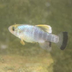 ATO - Cyprinodon atrorus