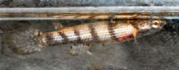 ATR - Rivulus atratus