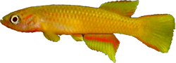 AUR