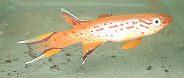 04-0-Copr_2008_Richard-Sexton-t.jpg