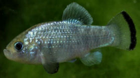 AVZ - Cyprinodon alvarezi