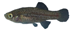 AXI - Paraphanius alexandri