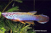 AZU - Epiplatys olbrechtsi azureus