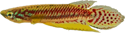 BIF - Epiplatys bifasciatus bifasciatus