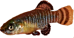 BAE - Apricaphanius baeticus