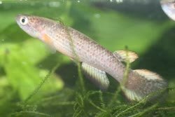 BAH - Rivulus bahianus