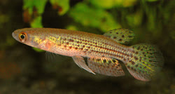 BAL - Trigonectes balzanii