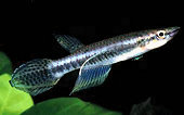BAR - Epiplatys barmoiensis